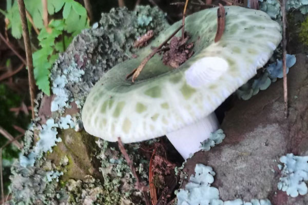青头菌含嘌呤高不高 青头菌含嘌呤高不高