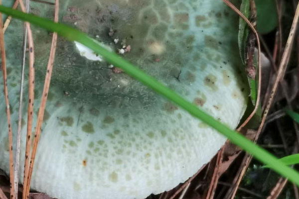 糖尿病能吃青头菌吗 糖尿病能吃青头菌吗