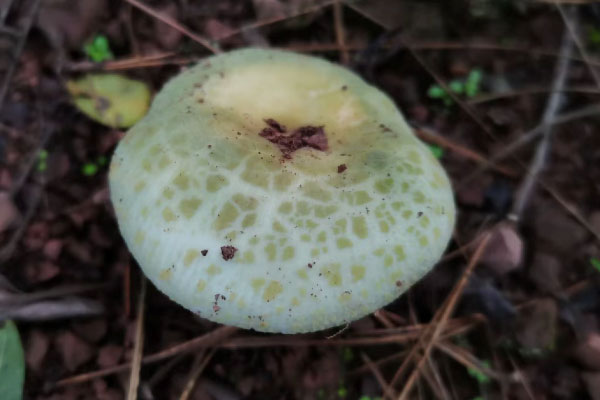 青头菌含嘌呤高吗，糖尿病可以吃青头菌吗