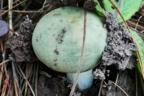 月经多可以吃青头菌吗，保胎能吃青头菌吗