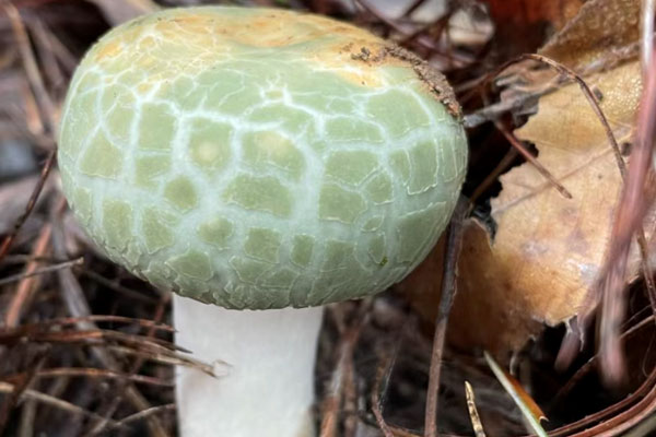 青头菌有多少种类型