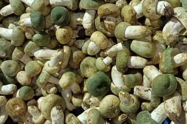 青头菌怎么煮好 青头菌怎么煮好