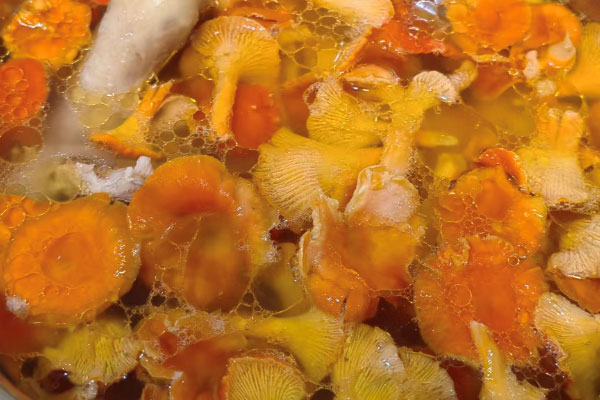 鸡油菌可以吃吗