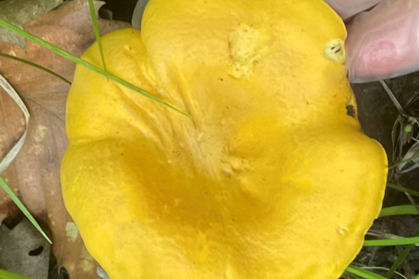 鸡油菌是不是菌根菌