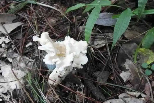 白盖鸡油菌能吃吗 白盖鸡油菌能吃吗
