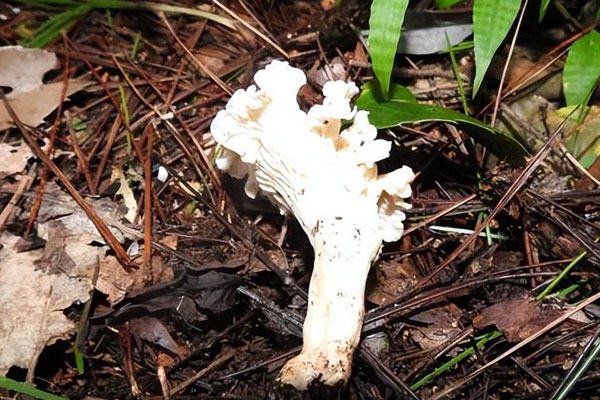 白盖鸡油菌有没有毒 白盖鸡油菌有没有毒