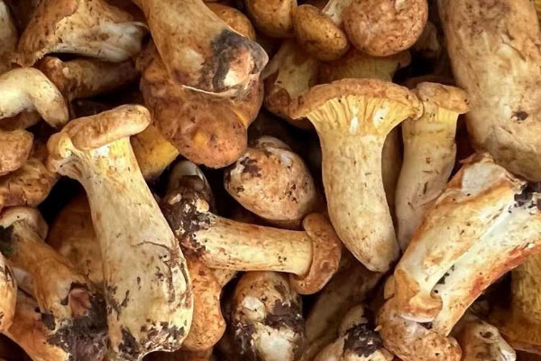 野生鸡油菌和树木的关系