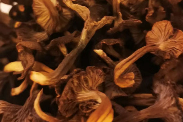 干品鸡油菌泡发多长时间好