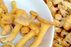 儿童吃鸡油菌会过敏吗，儿童吃鸡油菌会拉肚子吗