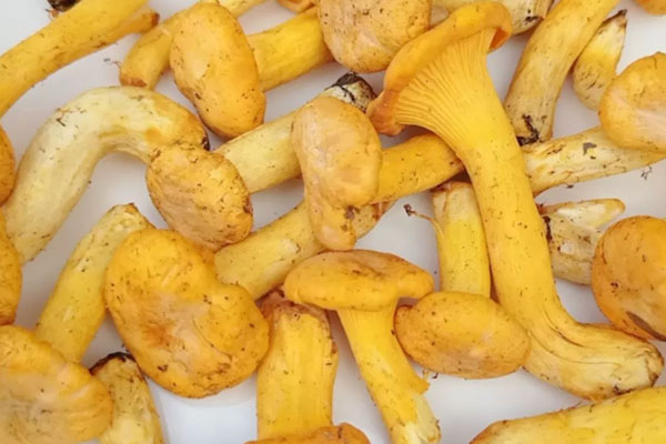 鸡油菌可以增强抵抗力吗 鸡油菌可以增强抵抗力吗