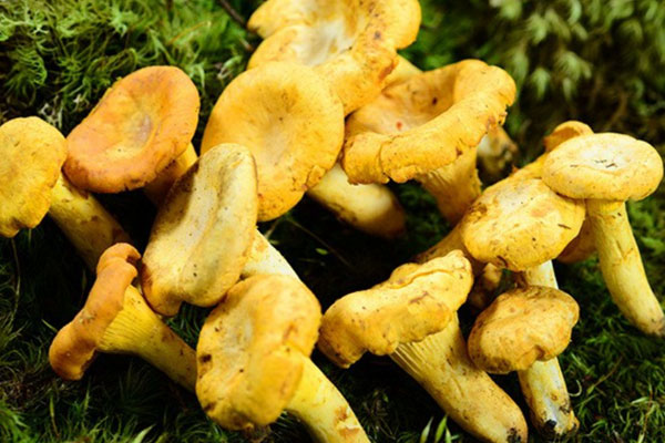 鸡油菌炖汤要焯水吗