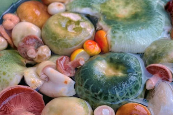 青头菌起毛了还能吃吗 青头菌起毛了还能吃吗