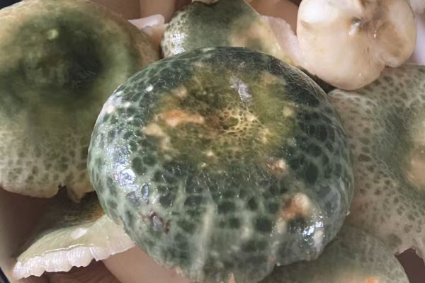 皮炎能吃青头菌吗