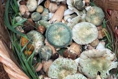 青头菌是多细胞生物吗，青头菌是怎么形成的