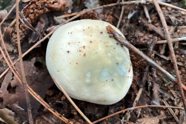 青头菌怎么形成的 青头菌怎么形成的