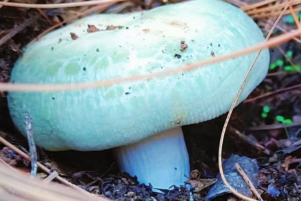 野生青头菌养胃吗
