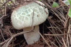 吃青头菌可以长高吗，一岁宝宝可以吃青头菌吗
