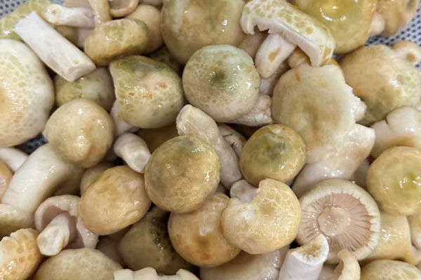 青头菌煮鸡汤放多少个好 青头菌煮鸡汤放多少个好