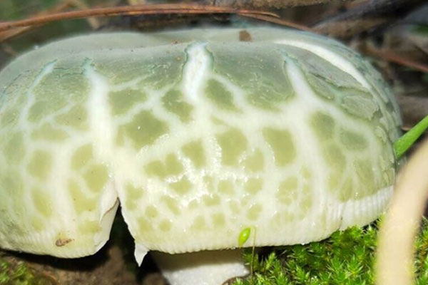 青头菌怎么煮汤给孩子喝好 青头菌怎么煮汤给孩子喝好