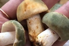 贫血可以吃青头菌吗，割了双眼皮能吃青头菌吗