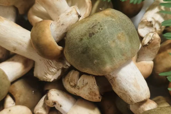 哺乳期可以吃青头菌吗
