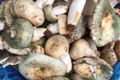 慢性咽炎可以吃青头菌吗，嗓子疼可以吃青头菌吗