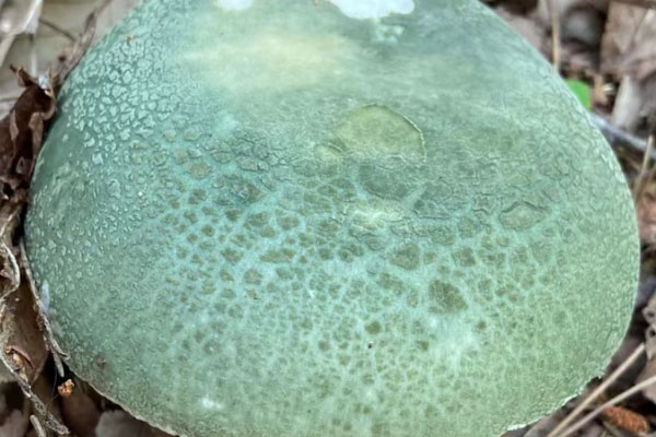青头菌能真空保存吗