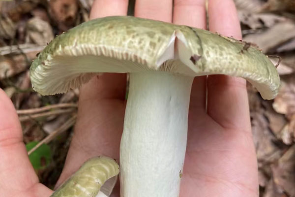 青头菌会加重炎症吗