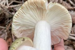 干品青头菌会过期吗，青头菌可以涮火锅吗