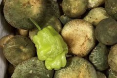 青头菌吃多了会流鼻血吗，吃青头菌会便秘吗