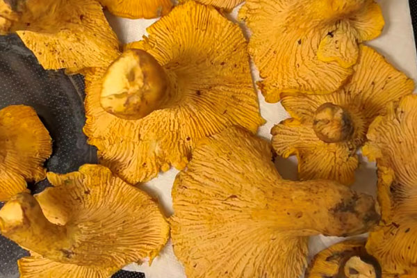 发炎能吃鸡油菌吗