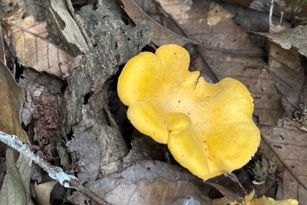 鸡油菌的味道奇怪吗