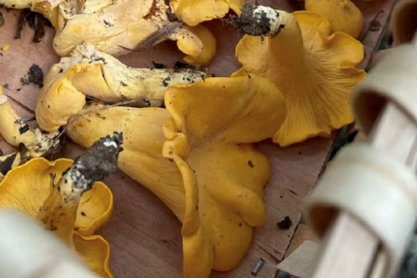 鸡油菌有没有苦味