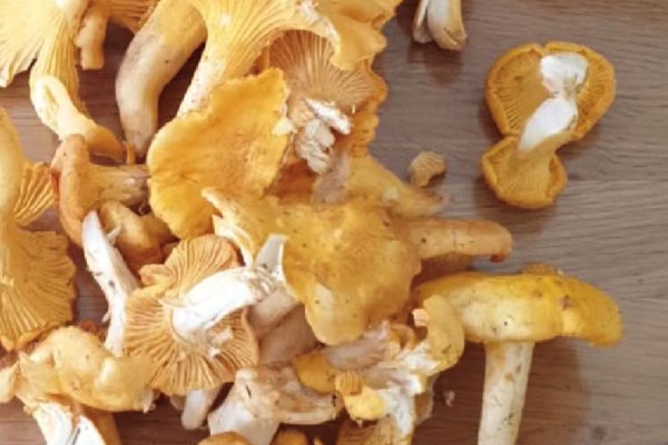 肾病能吃鸡油菌吗