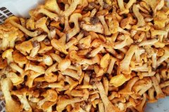 鸡油菌隔夜可以吃吗，鸡油菌烂了还可以吃吗