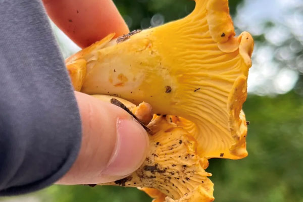 鸡油菌的烹饪小技巧