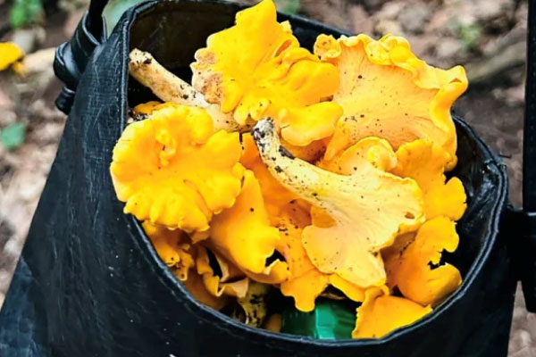 鸡油菌禁忌和相克食品