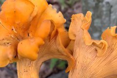 鸡油菌性温还是性凉，阑尾炎可以吃鸡油菌吗