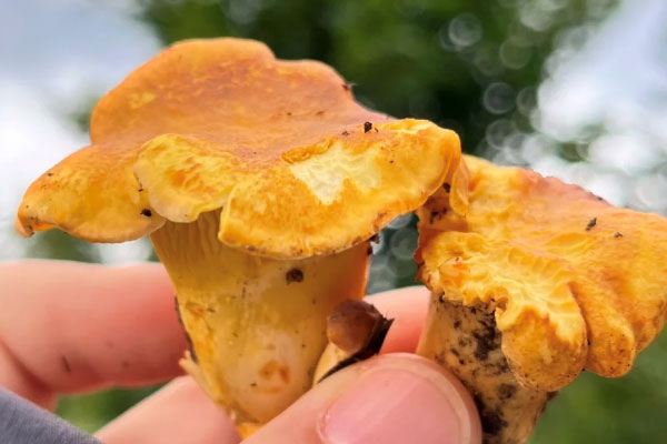 术后怎么吃鸡油菌好