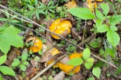 甲状腺结节能吃鸡油菌吗，化疗后能吃鸡油菌吗