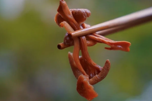 鸡油菌泡水后的水是黄色吗 鸡油菌泡水后的水是黄色吗
