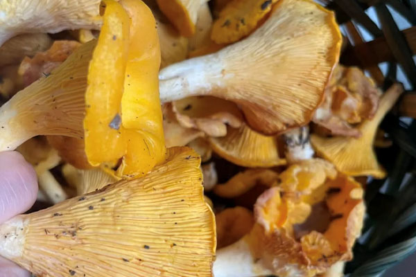 小宝宝可以吃鸡油菌吗 小宝宝可以吃鸡油菌吗